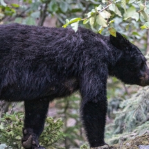 Closeup shot of a black bear in Cooper Landing, Alaska