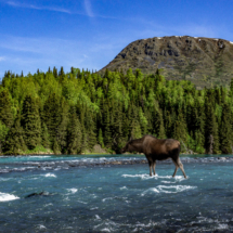Moose Crossing the River